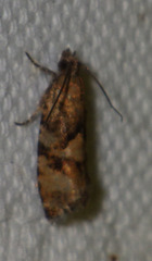 Eudemis