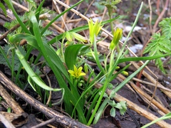 Gagea granulosa