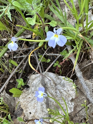 Downingia ornatissima