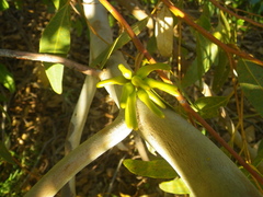 Eucalyptus cornuta