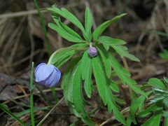 Anemonoides caerulea