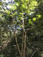 Piptadenia gonoacantha