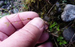 Epilobium microphyllum