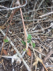 Pelargonium gibbosum