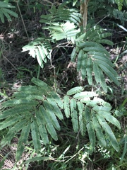 Piptadenia gonoacantha