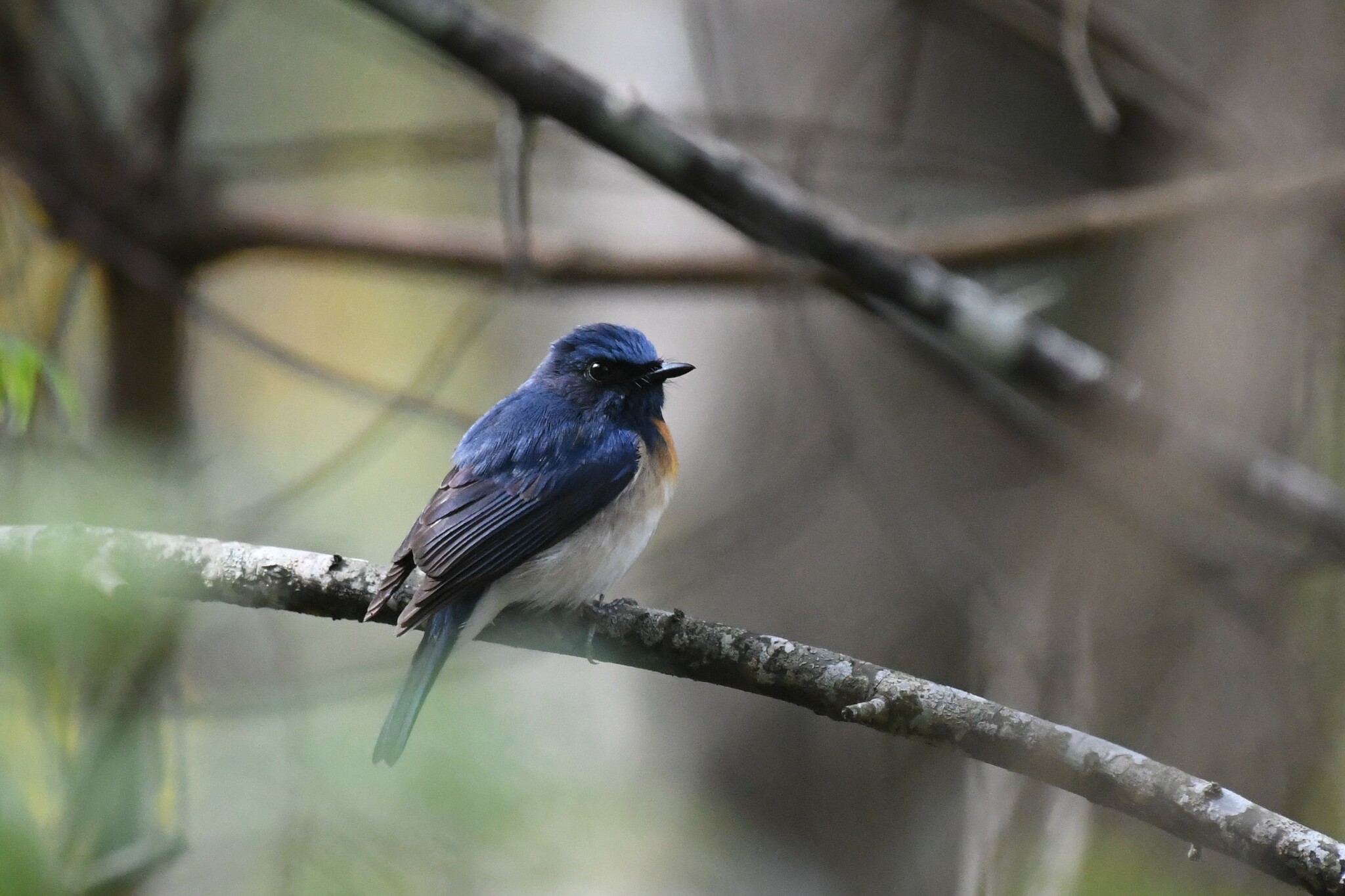 Blue-throated Blue Flycatcher
