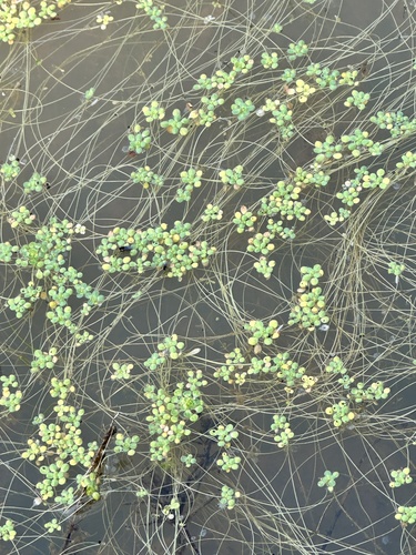 Winged water-starwort (Callitriche marginata)
