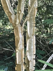 Piptadenia gonoacantha