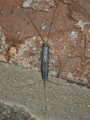 Ctenolepisma photo 3