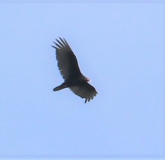 Cathartes aura image