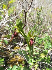 Ophrys sphegodes