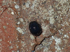 Germarostes globosus