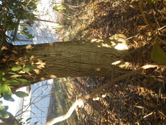 Eucalyptus cornuta