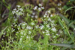 Ptilimnium capillaceum