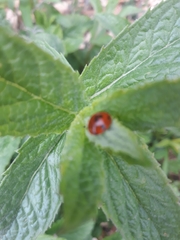Coccinella septempunctata
