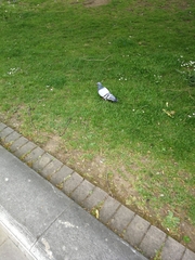 Columba livia domestica