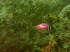Boopsoidea inornata