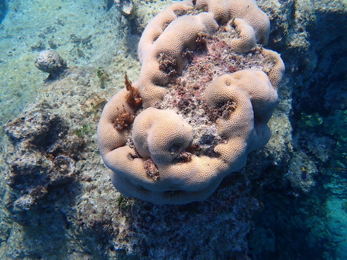 Goniastrea retiformis observed 2024-04-06