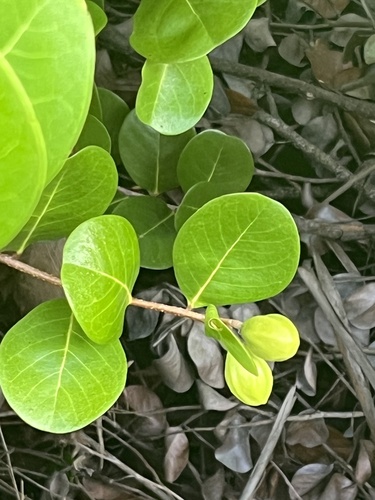 Icaco (Chrysobalanus icaco)
