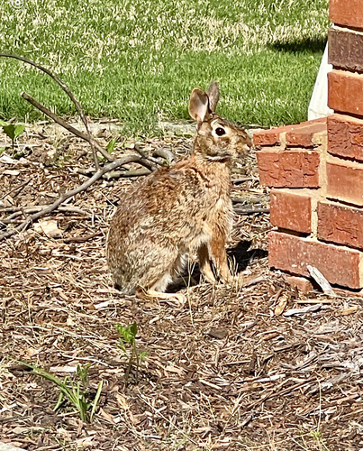 Eastern Cottontail photographed in Tennessee