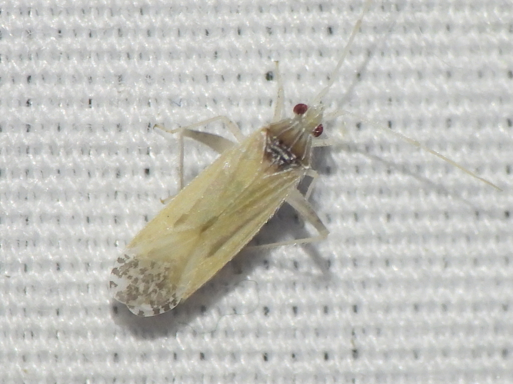 Pale Neck-lined Mirid