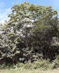 Cecropia membranacea