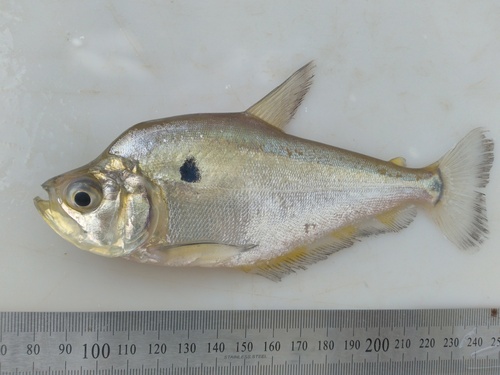 Glass headstander (Roeboides microlepis) — Characidae — 2