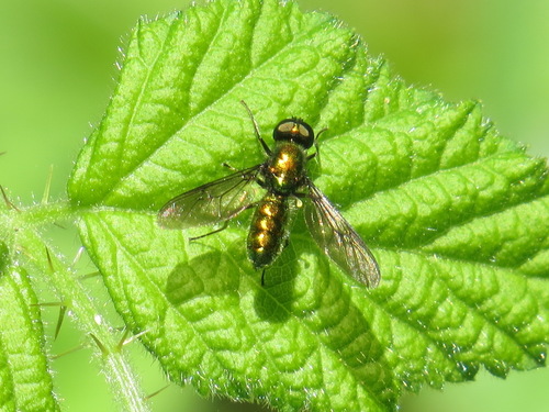 Sargus viridis photo 4