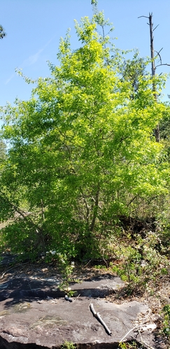 Image of Quercus georgiana by (c) Stephan Eselgroth, some rights reserved (CC BY-SA)