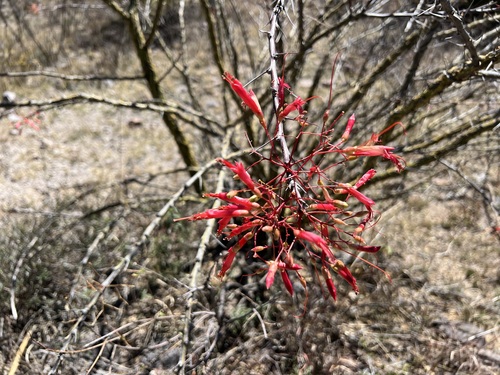 Image of Fouquieria macdougalii by (c) Sue Carnahan, some rights reserved (CC BY)