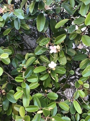 Capparis cynophallophora