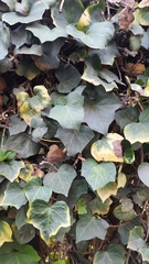 Hedera helix