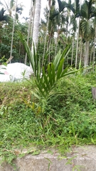 Areca catechu