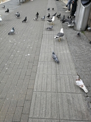 Columba livia domestica