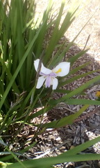 Dietes