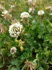 Trifolium repens