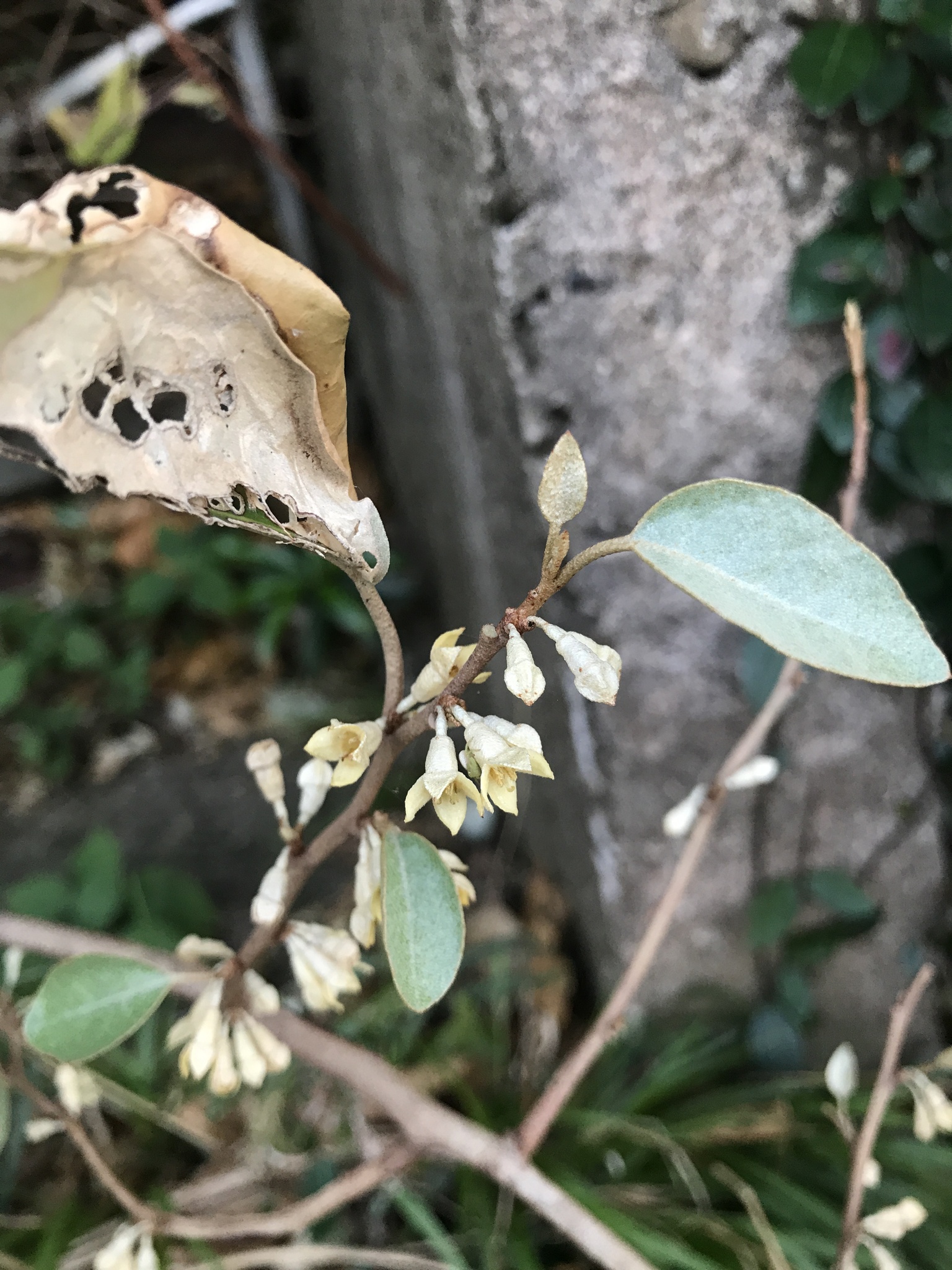 Broad-Leaved Oleaster (Elaeagnus macrophylla)