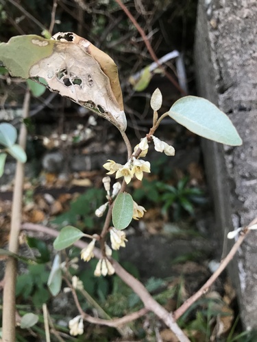 Elaeagnus macrophylla, photograph 3