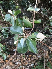 Elaeagnus macrophylla, photograph author not stated, no rights reserved
