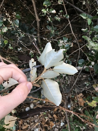 Image of Elaeagnus macrophylla by no rights reserved