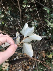 Elaeagnus macrophylla, photograph author not stated, no rights reserved