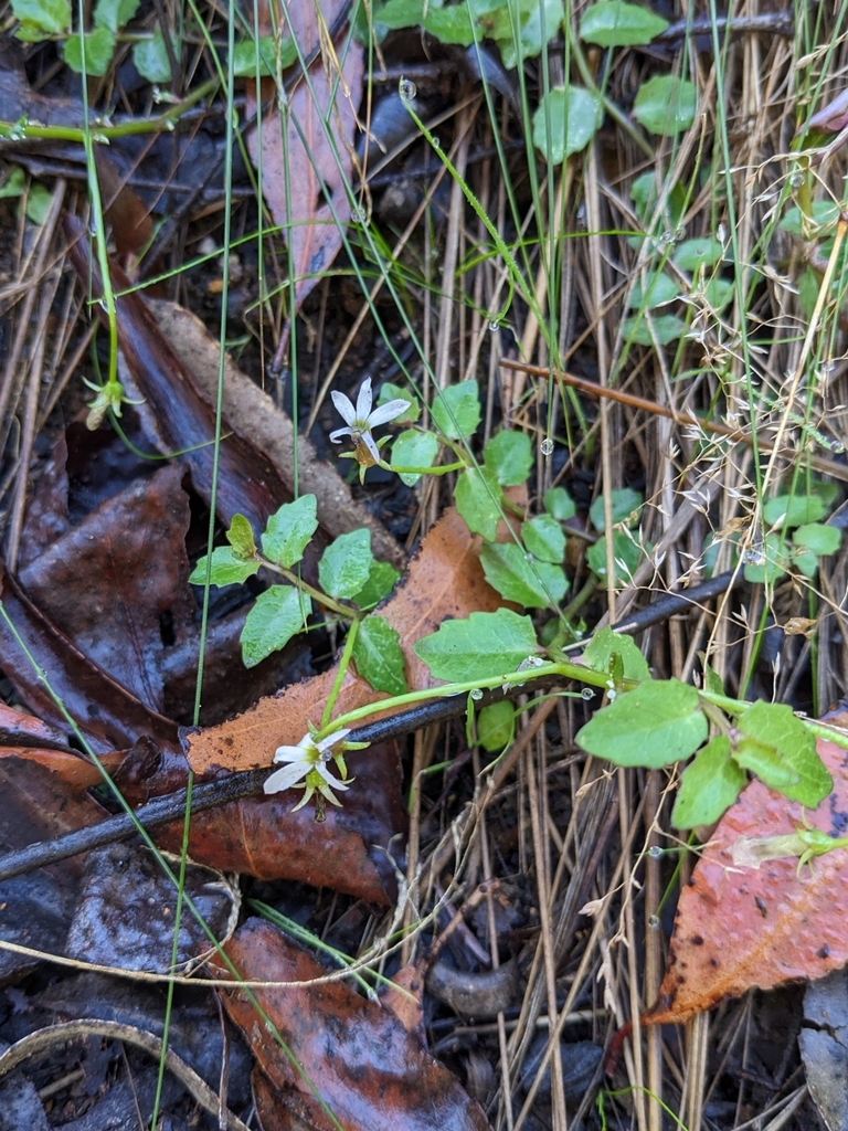 White Root from Yarrowitch NSW 2354, Australia on April 19, 2024 at 10: ...