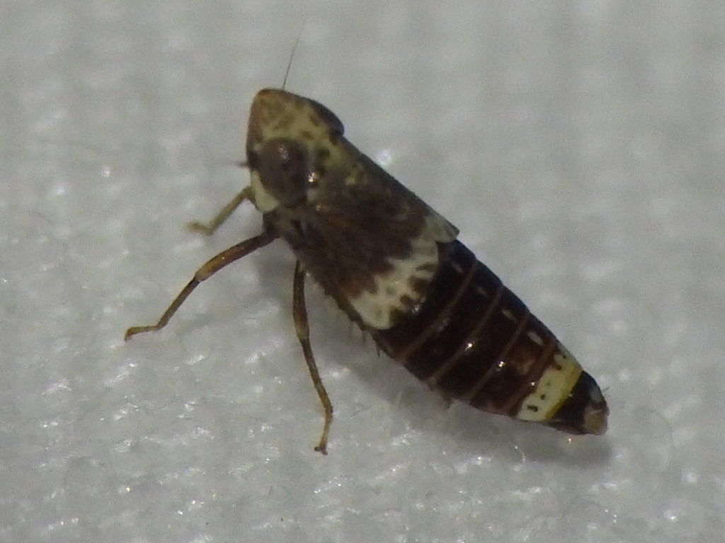 Stirellus labiatus gillettei