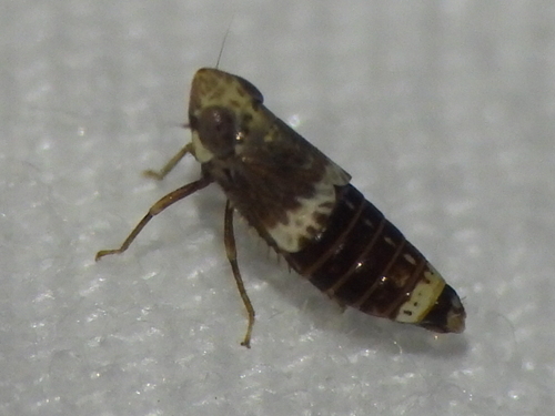 Stirellus labiatus gillettei