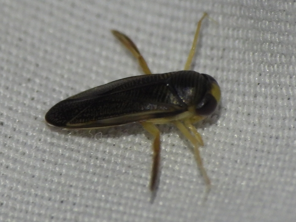 Sigara alternata