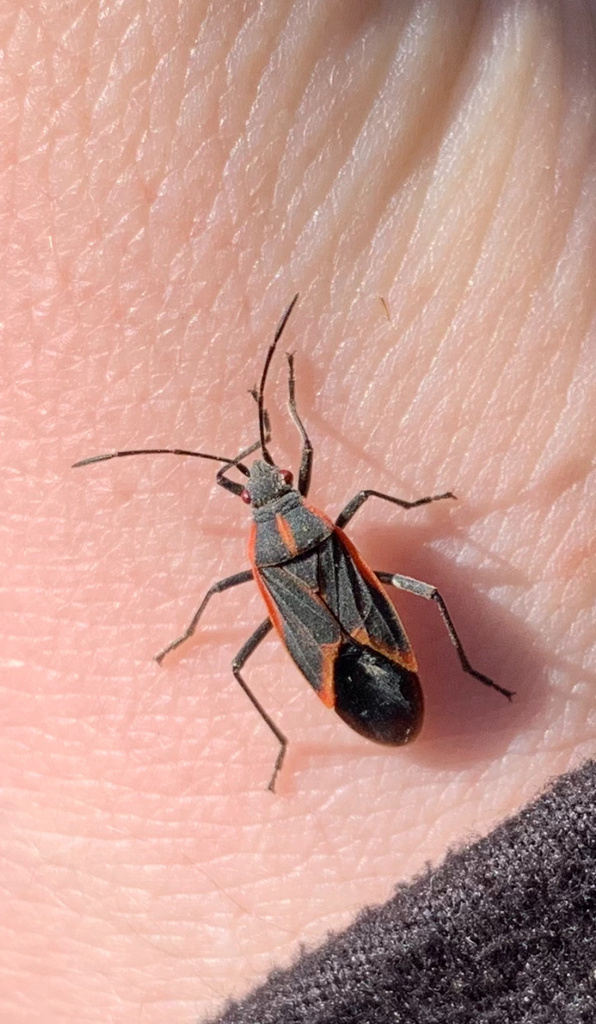 Eastern Boxelder Bug from Sheep River Provincial Park, Kananaskis, AB ...