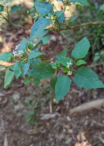 Solanum americanum observed 2024-04-22