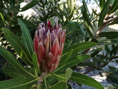 Protea × hybrida
