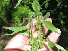 Parietaria pensylvanica