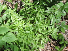 Parietaria pensylvanica